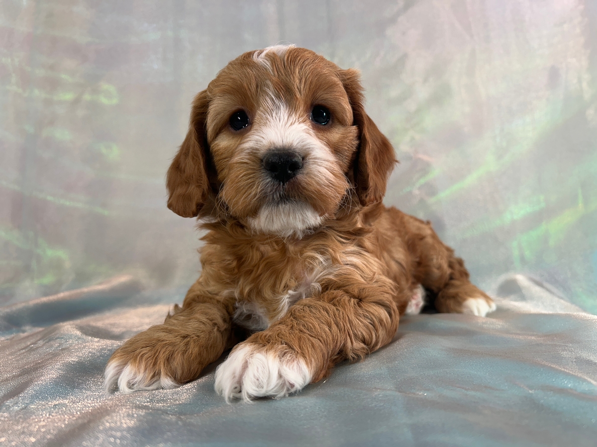 Male F1b Cockapoo Puppy for Sale DOB 10-3-2025  $950